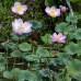 flower_pad_lily_kom_ubud_v_0104_bal4471.jpg